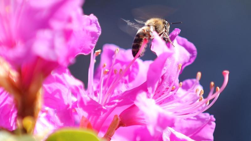 Eine Biene sitzt auf der Blüte eines Rhododendron