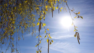 08.05.2021, Bayern, Pfronten: Birkenpollen hängen an einer Birke bei blauem Himmel und Sonnenschein. Mit dem erwarteten sommerlichen Wetter ab Sonntag, 9. Mai 2021 müssen sich Pollenallergiker auf zunehmenden Pollenflug einstellen. Foto: Karl-Josef Hildenbrand/dpa +++ dpa-Bildfunk +++