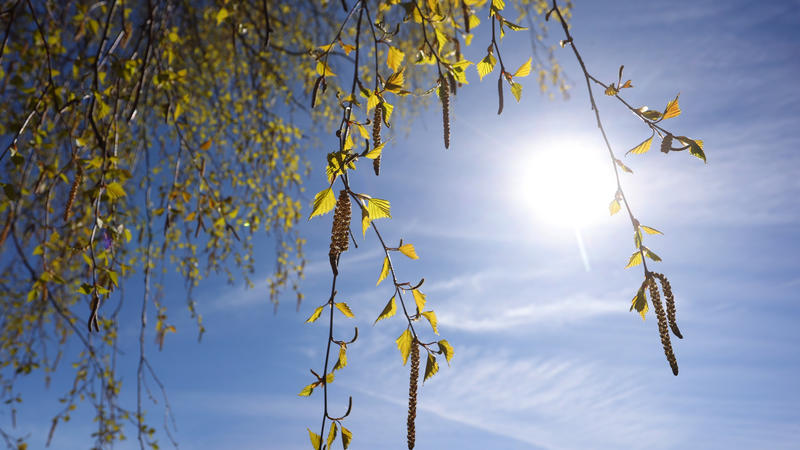 Birkenpollen hängen an einer Birke bei blauem Himmel und Sonnenschein.