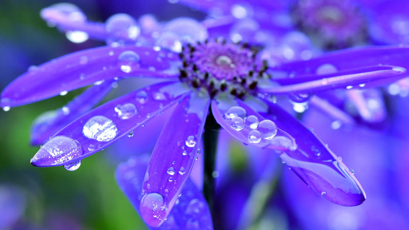 Regentropfen liegen auf den Blättern einer Blume.
