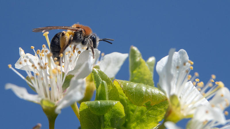 Eine Biene sitzt auf der Blüte eines Obstbaumes.