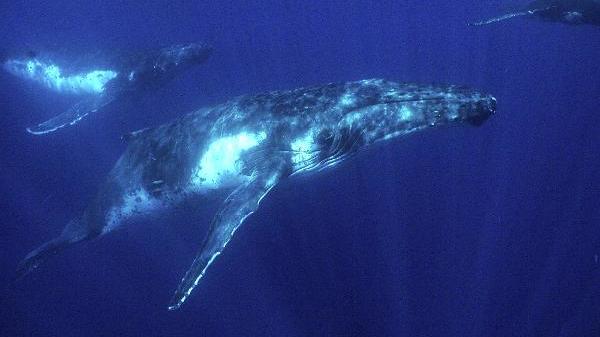 Buckelwale haben sich in der Nähe von Tonga versammelt, wo sie ihre Jungen zur Welt bringen (undatiertes WWF-Foto). Anschließend kehren sie wider in die Antarktis zurück. Genaue Zahlen über den Bestand an Walen sind kaum zu erhalten, doch ist unstrit