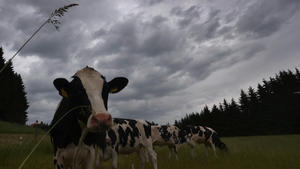 20.06.2021, Bayern, Stötten: Kühe stehen auf einer Weide unter Regenwolken. Foto: Karl-Josef Hildenbrand/dpa +++ dpa-Bildfunk +++