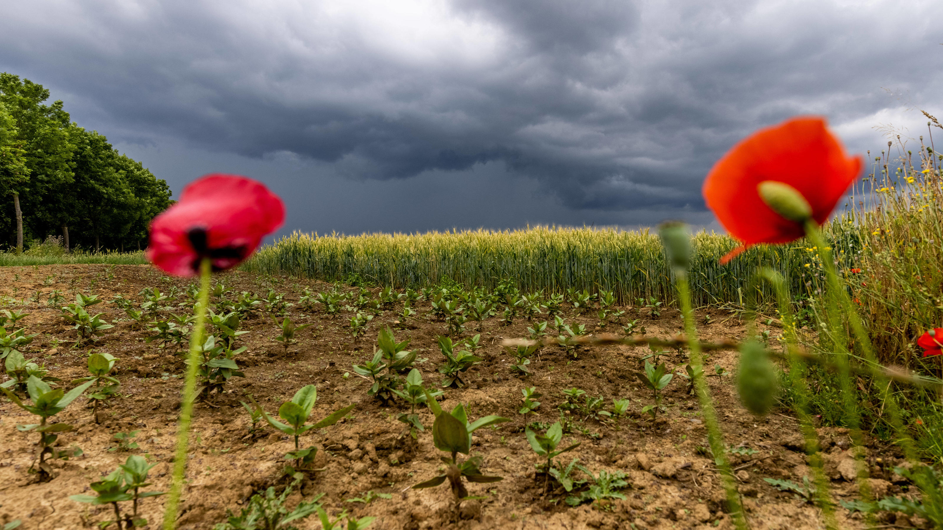 Regenvorhersage durch Bauernregeln