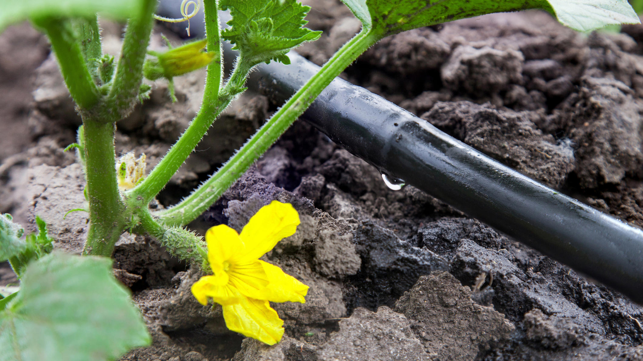 Bewässerungs-Systeme in Haus und Garten: Was ist sinnvoll?