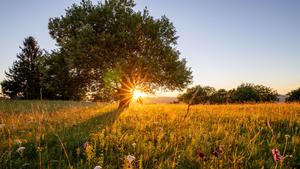 Sommerwetter in der Rhön 31.07.2020, Bischofsheim in der Rhön Bayern: Die Abendsonne scheint über die Landschaft am Gipfel des Kreuzbergs in der Rhön. Der Kreuzberg ist der dritthöchste Berg in der Rhön., Bischofsheim in der Rhön Deutschland *** Summer weather in the Rhön 31 07 2020, Bischofsheim in the Rhön Bavaria The evening sun shines over the landscape at the summit of the Kreuzberg in the Rhön The Kreuzberg is the third highest mountain in the Rhön, Bischofsheim in the Rhön Germany