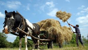 Petersdorf (Brandenburg): Der Hobby-Landwirt Bodo Steinicke aus dem brandenburgischen Petersdorf nahe Frankfurt (Oder) belädt am 07.06.2004 einen Pferdewagen mit Heuballen. Unterstützung bekommt Bodo Steinicke von dem Pony Seppel, das den vollen Wagen nach Hause ziehen wird. (FFO40-080604)