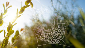 Morning dew on the spider's web