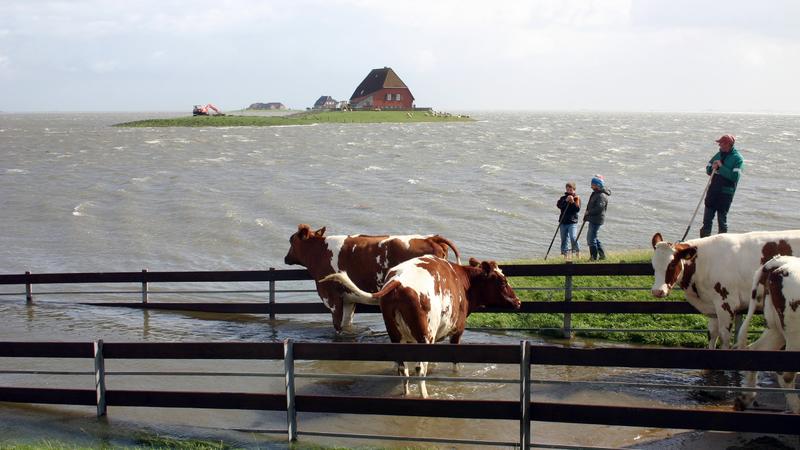 Kühe stehen bei einem heftigen Sturm im Wasser auf einer Warft auf der Hallig Nordstrandischmoor. 