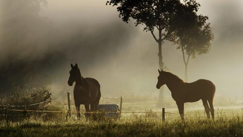 Zwei Pferde stehen am Freitag (18.09.2009) bei Frühnebel in der Nähe von Stade auf einer Weide. Nach teils nebligen Nächten stellt sich im Norden vielfach angenehm warmes Altweibersommer-Wetter ein. Foto: Christian Hager dpa/lni  +++(c) dpa - Bildfunk+++