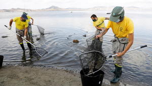 Municipal workers try to clean the beach of dead fish which continue to appear for the fourth day in La Manga del Mar Menor, Murcia, Spain, August 21, 2021. REUTERS/Eva Manez NO RESALES. NO ARCHIVES