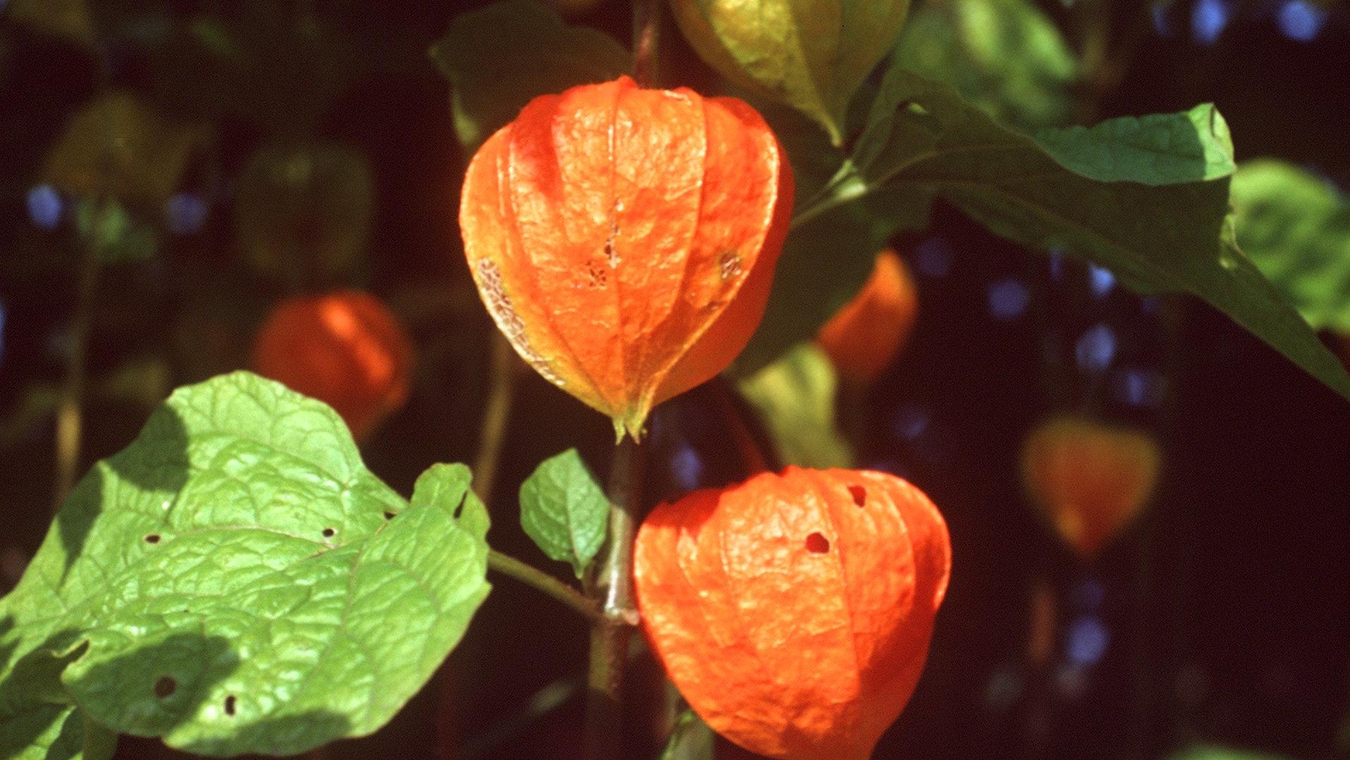 Die orangefarbenen Blüten der Lampionblume, auch Blasenkirsche genannt (Physalis alkekengi L.). (Undatierte Aufnahme)