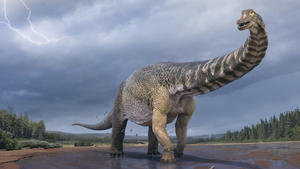 HANDOUT - 11.07.2018, Australien, ---: Eine künstlerische Darstellung zeigt den Dinosaurier Australotitan cooperensis, oder den Südtitan. Paläontologen haben bestätigt, dass Queensland einst die Heimat eines der größten Dinosaurier der Welt war. (zu dpa "Titan aus der Kreidezeit: Neue Dinosaurierart in Australien bestimmt") Foto: Vlad Konstantinov/Scott Hocknul/Queensland Museum/The Eromanga Natural History Museum/AAP/dpa - ACHTUNG: Nur zur redaktionellen Verwendung im Zusammenhang mit der aktuellen Berichterstattung und nur mit vollständiger Nennung des vorstehenden Credits +++ dpa-Bildfunk +++