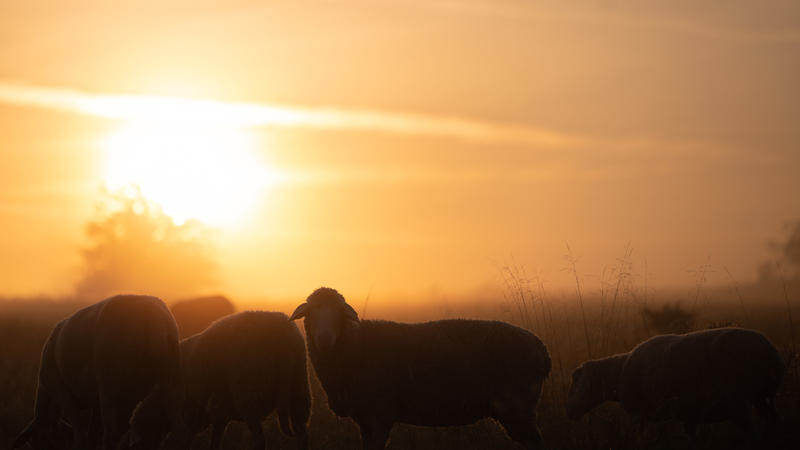 25.08.2021, Hessen, Münzenberg: Schafe stehen bei Sonnenaufgang auf einer Wiese im Nebel. Foto: Sebastian Gollnow/dpa +++ dpa-Bildfunk +++