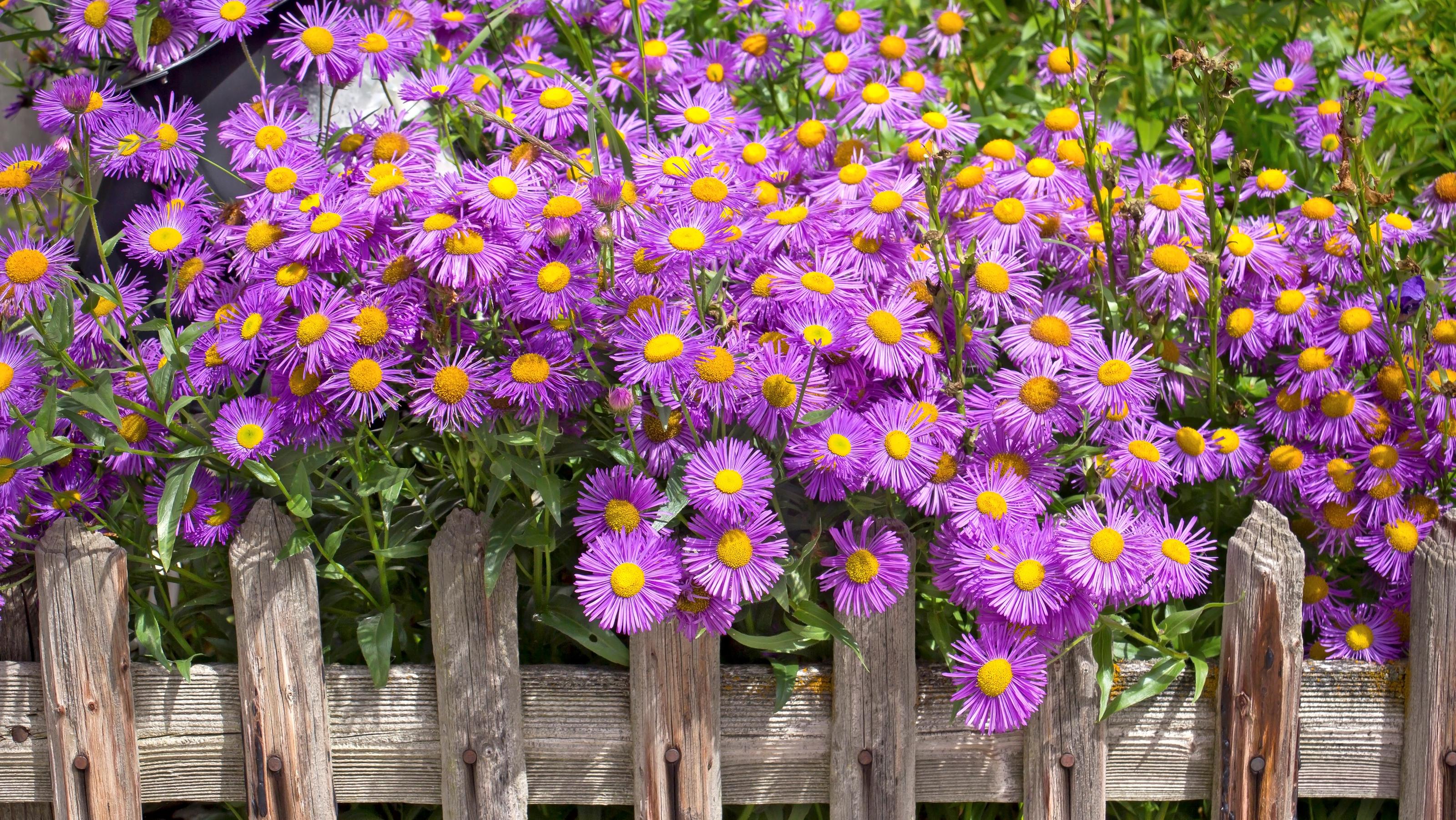 Was blüht noch im Herbst? Farbliche Hingucker für Balkon & Garten