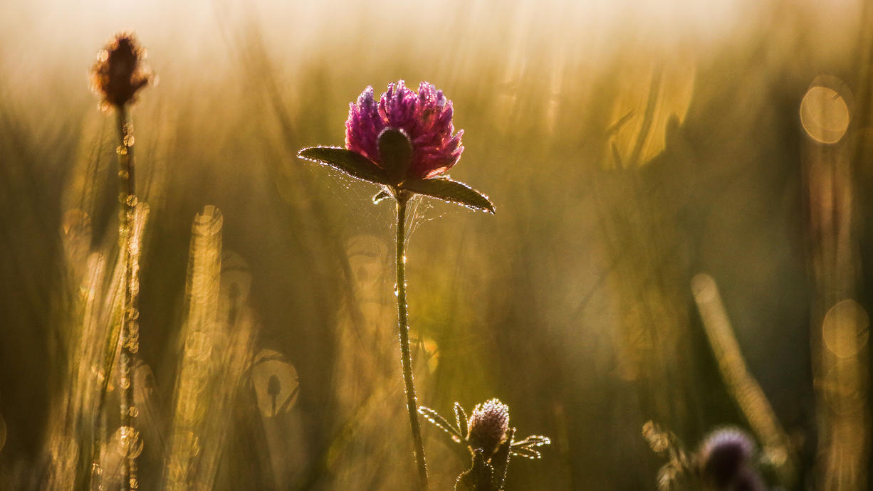 Das Wochenende empfängt uns meist mit ruhigem Herbstwetter. Zeitweise lässt sich auch die Sonne blicken. Im Laufe der Woche wird es freundlicher – aber die Temperaturen sinken.