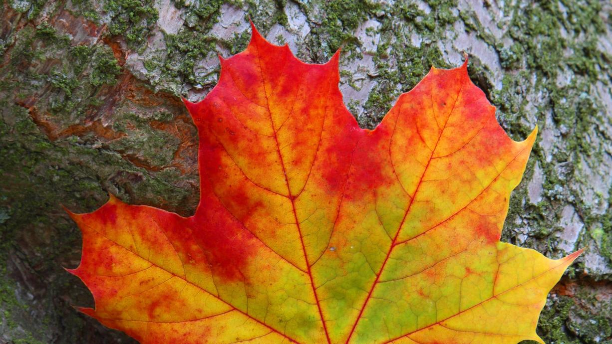 Der Sommer ist rum, der Herbst kommt. Die Natur wechselt von grün auf grau. Aber vorher wird sie nochmal richtig bunt. Oft verwöhnt uns ein Goldener Oktober mit einem farbenprächtigen Herbstwald. Wird da im Herbst 2021 was raus?
