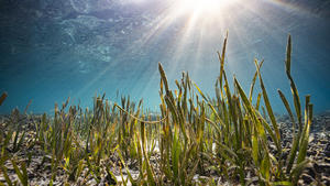 Sea grass with sun rays shining on ocean floor