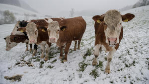 Winterprognose mit Bauernregeln
