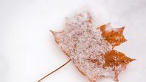 Ein Blatt liegt am 27.10.2012 in Ilmenau (Thüringen) auf einem verschneiten Weg. In der Nacht sind hier etwa zehn Zentimeter Schnee gefallen. Foto: Michael Reichel/dpa +++(c) dpa - Bildfunk+++
