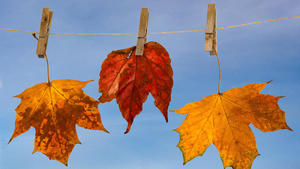 Herbstlaub mit Himmel auf einer Wäscheleine mit Holzklammern