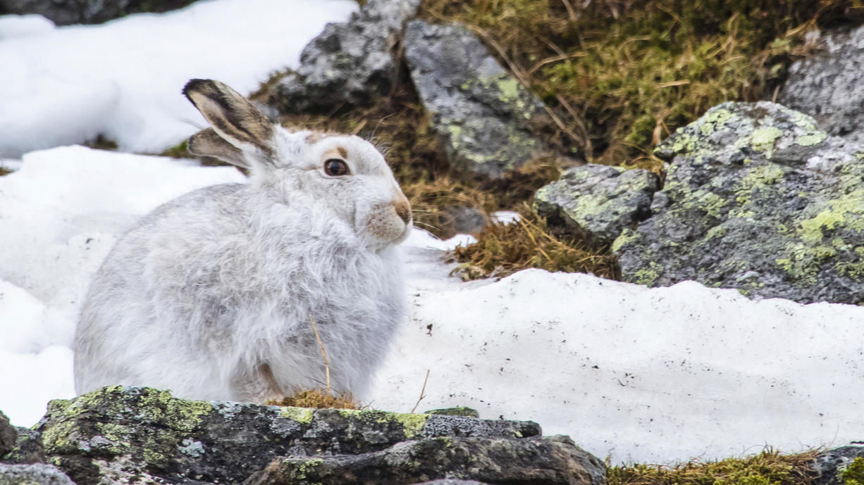 Der Klimawandel rückt jetzt einem ganz berühmtem Schneefeld in den Schottischen Highlands auf den Pelz. Die Sphinx, so der Name des zähen Flecken Schnees, schmilzt eigentlich auch im Sommer nie komplett. Gerade gibt es nur einen kläglichen Rest.