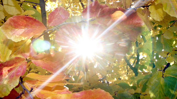 Noch scheint die Sonne am Montag (18.10.2010) durch buntes Herbstlaub in einem Park in Berlin. Von der Herbstsonne müssen wir uns nach Angaben der Meteorologen aber wohl verabschieden, da Tief Saphira Wind Kälte und immer mehr Schnee bis in tiefere Lagen bringen soll. Foto: Stephanie Pilick dpa/lbn ++