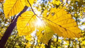 Goldener Oktober im Taunus Die Sonne scheint bei blauem Himmel im Taunus mit dem herbstlich verfärbten Wald., Kronberg Deutschland *** Golden October in the Taunus The sun shines under a blue sky in the Taunus with the autumnal forest , Kronberg Germany