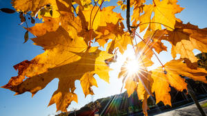 23.10.2021, Baden-Württemberg, Stuttgart: Bei schönem Wetter strahlt die Sonne durch herbstlich gefärbte Blätter. Foto: Christoph Schmidt/dpa +++ dpa-Bildfunk +++