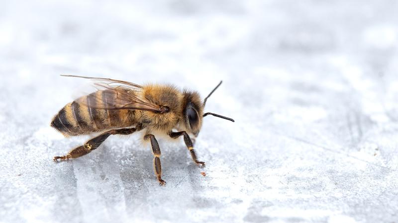 Eine Biene sitzt auf ihrem Bienenstock in den Dünen von Baltrum. Baltrum ist eigentlich kein Schlaraffenland für Bienen, denn dort findet sich nur wenig Nektar.