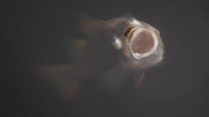 Ein toter Fisch schwimmt im Max-Eyth-See. (zu dpa: 50 000 tote Fische im Max-Eyth-See - Anglerverein kritisiert Stadt)