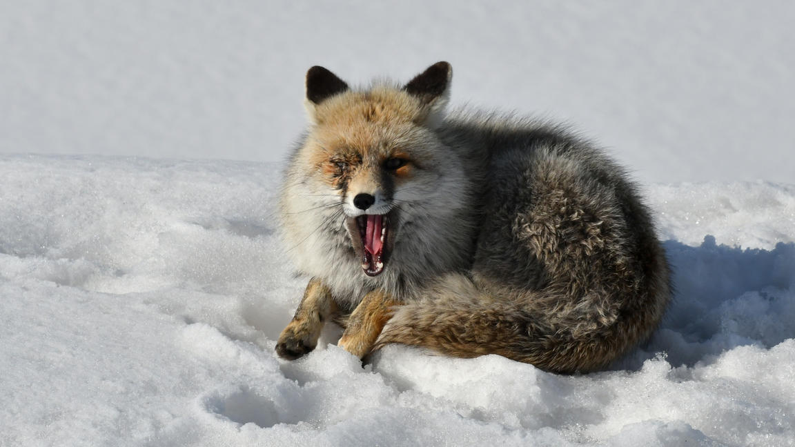 Wildtiere im Winter: Mit diesen genialen Strategien überleben Fuchs, Hase  und Co. die Kälte