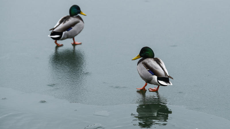 Zwei Enten stehen auf dem fast zugefrorenen Habermannsee