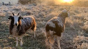 Frost Herbstmorgen Bodenfrost Schafe