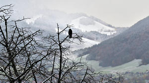 Erster Schnee in Bayern. Der schwarze Rabe blickt erstaunt auf die weißen Bergausläufer , Winterbeginn im bayerischen Voralpenland. Ruhpolding Bayern Deutschland *** First snow in Bavaria The black raven looks astonished at the white mountain foothills , beginning of winter in the Bavarian alpine foothills Ruhpolding Bavaria Germany Copyright: xRolfxPossx