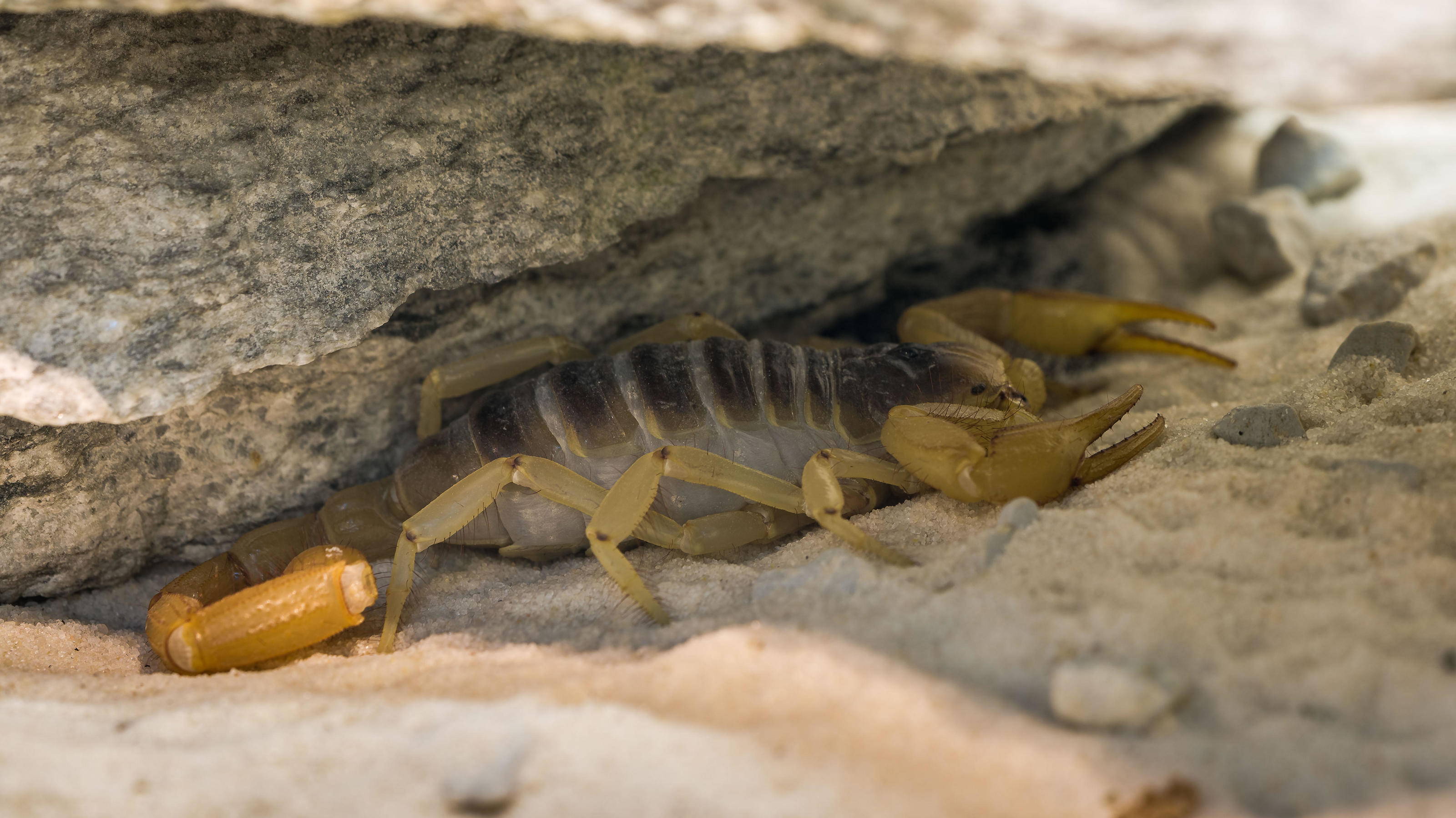 Skorpion sitzt unter einem Stein in der Wüste