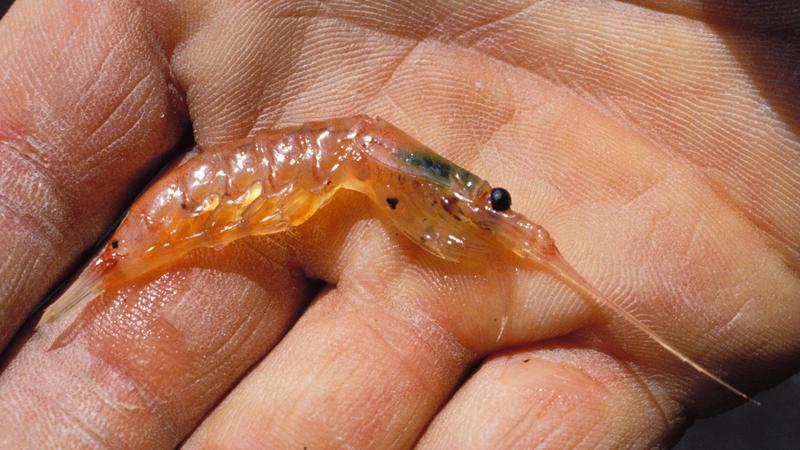 Mehr Wale, mehr Krill. Das ist prima fürs Klima.