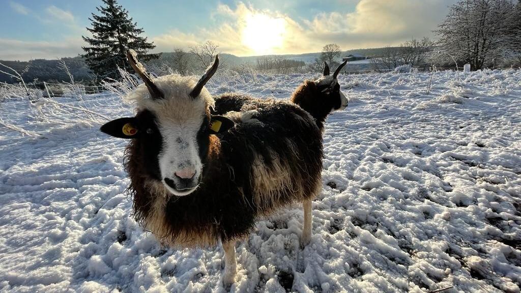 Winter in der Eifel: Schafe im Schnee