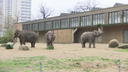 Zoo findet Verwendung für alte Tannen