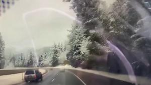Dieser riesige schneebeladene Baum kippt um.