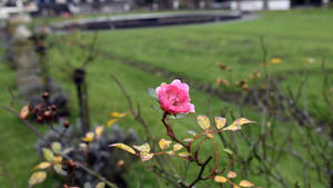 Eine rosa Beetrose Monica 82 blüht in der Flora. Die milden Temperaturen zum Jahreswechsel veranlassen manche Knospe bereits jetzt zu blühen.