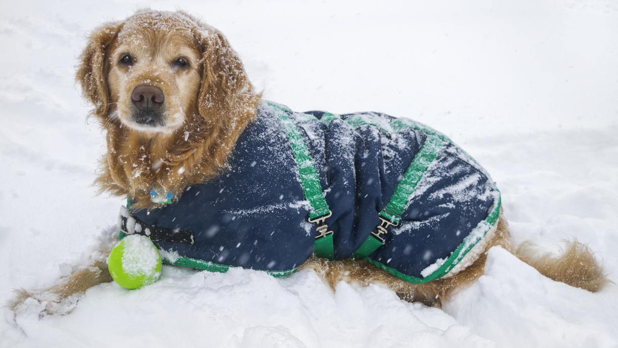 In den kalten Monaten des Jahres sind nicht nur wir Menschen dick eingepackt - immer mehr Hunde tragen ebenfalls Mantel, Pulli oder Schal. Aber macht das Sinn? Welcher Hund braucht das? 