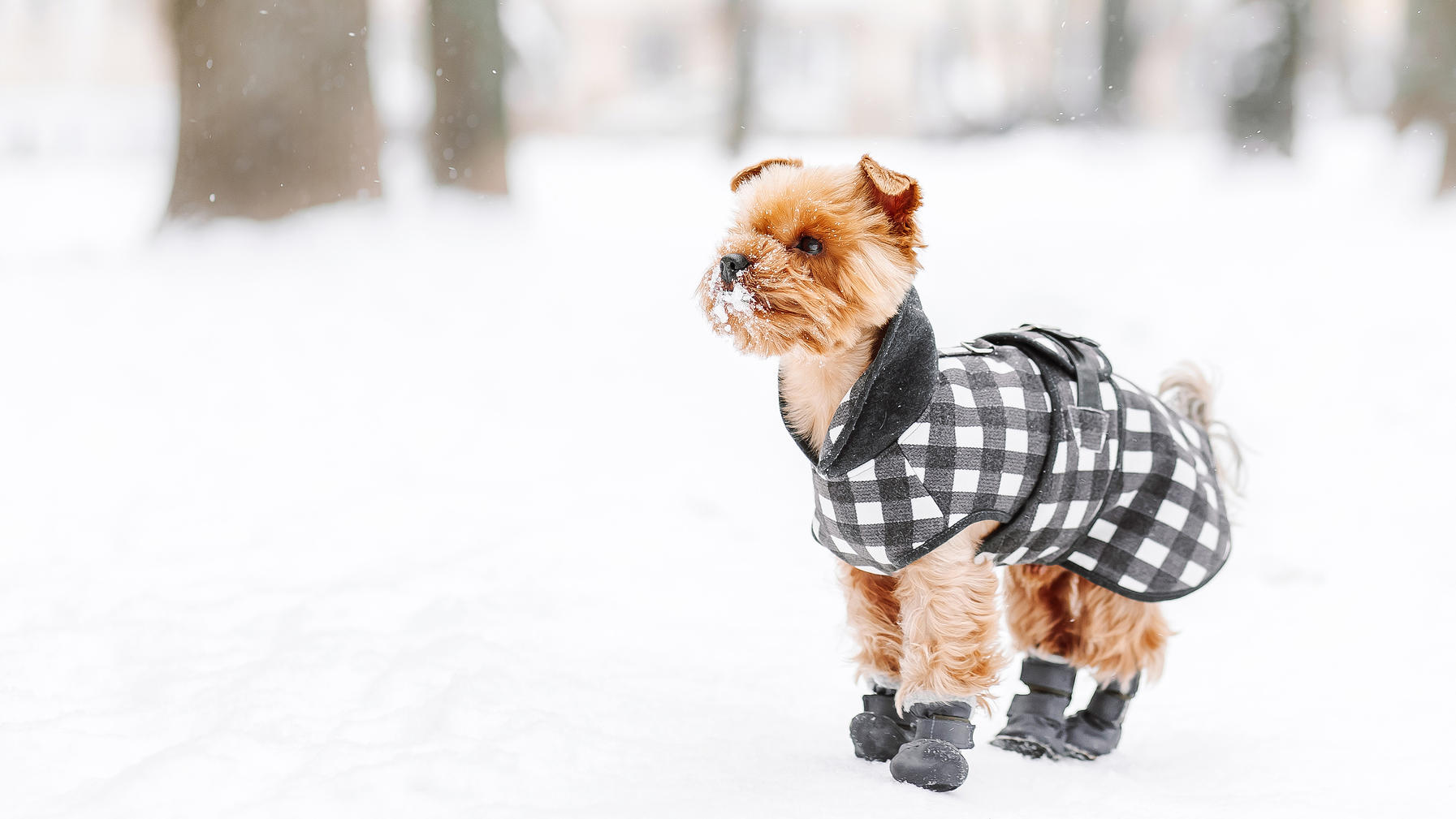 Yorkshire Terrier besitzen keine Unterwolle und sind dem entsprechend empfindlich gegen Kälte.