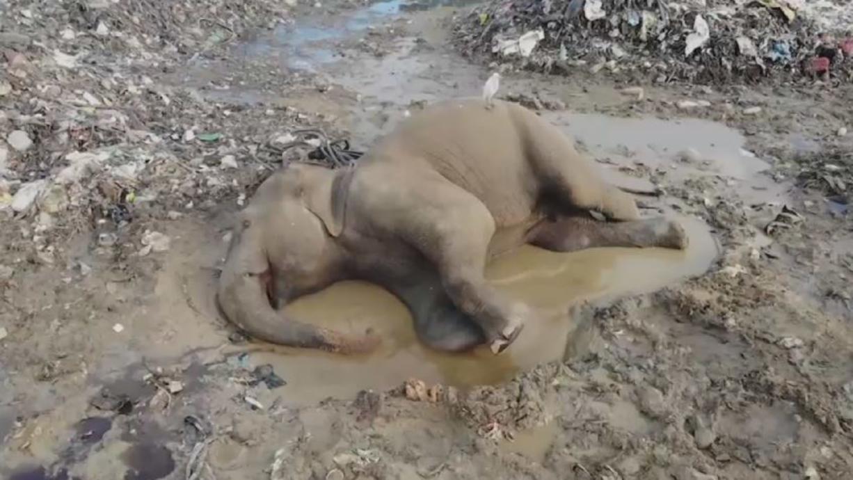 Sri Lanka will Müll-Elefanten helfen