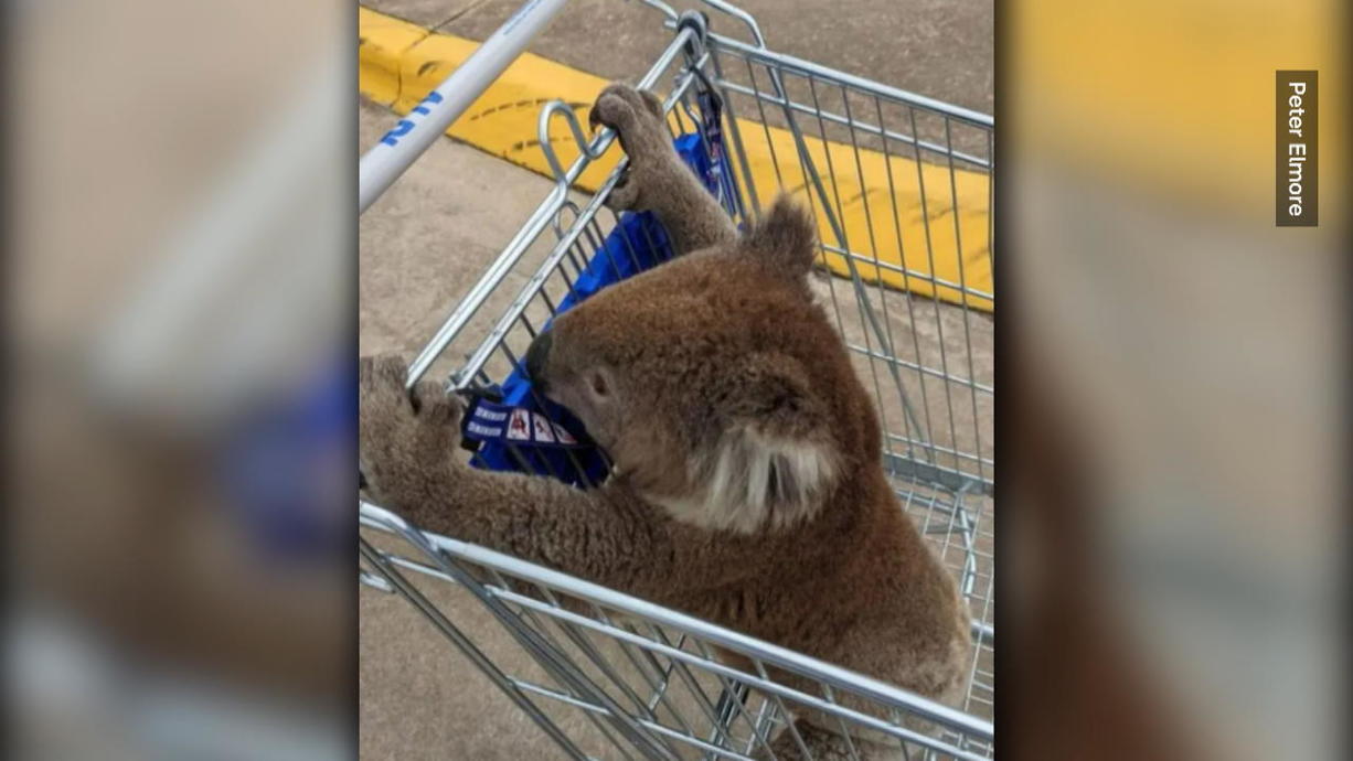 Ein Australier wurde vor der Filiale eines Discounters dabei beobachtet, wie er einen Koala in einem Einkaufswagen über den Parkplatz kutschierte. 