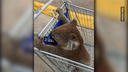 Mann fährt Koala im Einkaufswagen