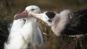 Wie und wo finden Albatrosse ihre Partner?