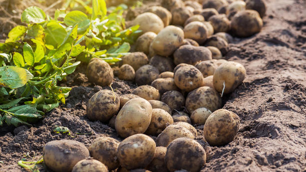 Kartoffeln mit Kartoffelpflanze auf Feld