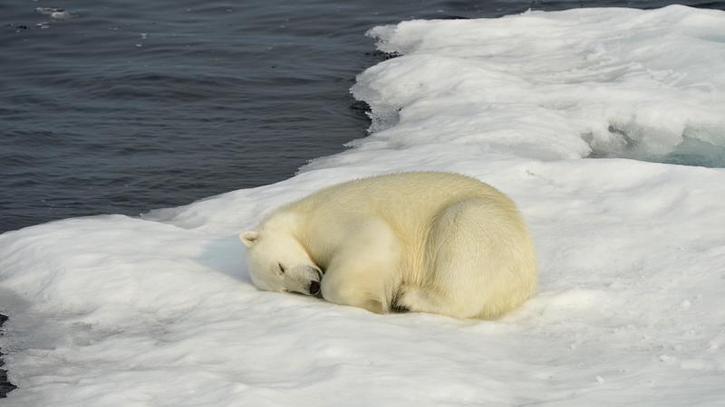 Der Eisbär ist DAS Symbol für den Klimawandel.