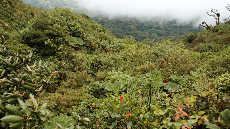 Biologisches Nebelwald-Reservat Monteverde, Costa Rica, Nationalpark Monteverde 